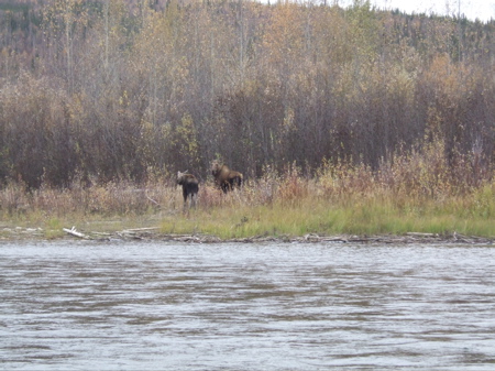 Moose calf and cow Moose calf and cow